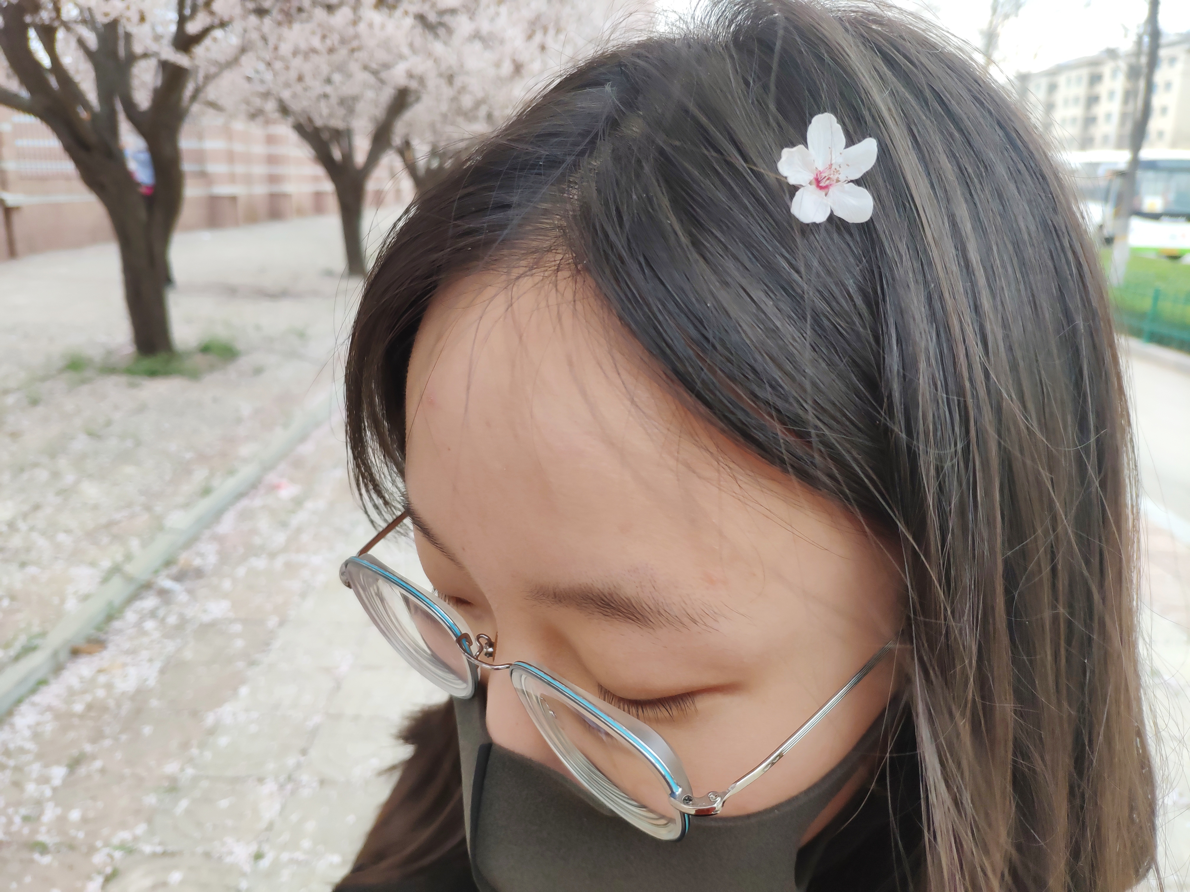 母校门口的樱花